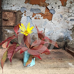 Still life: small bouquet of yellow flower and purple grape leaves in a blue vase