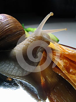 Still-life with a snail