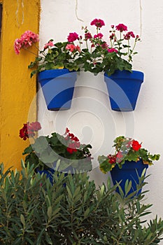 Still life on the spot. Flower pots hanging from a wall