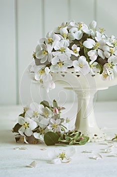 Still life with spring apple blossoms in vase