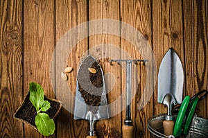 Still-life with sprouts and the garden tool