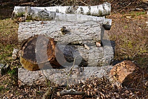 Still life of stacked fire place wood twigs and branches in the forest