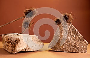 Still life  stones and thorns on  brown background. Product stand for cosmetics made of natural ingredients