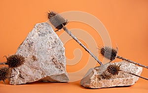 Still life  stones and thorns on  orange background. Product stand for cosmetics made of natural ingredients