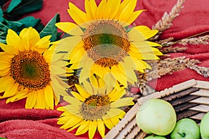 Still life sunflowers and green apples in a basket.