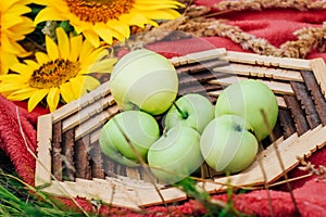 still life sunflowers and green apples in a basket.