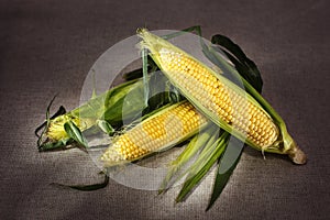 Still life with three indian corn on gray linen