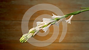 Still life with tuberose flowers on an old wood background