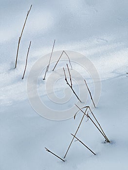 Still Life With Twigs And Snow