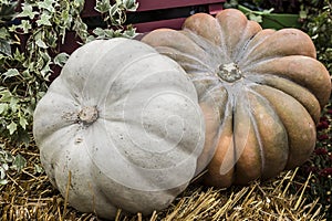 Still life of two large colorful pumpkins