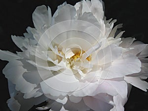 Still life of two white peonies