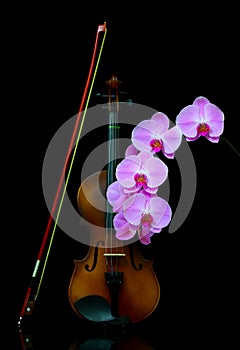Retro violin with bow and phalaenopsis blume pink orchids on dark background photo