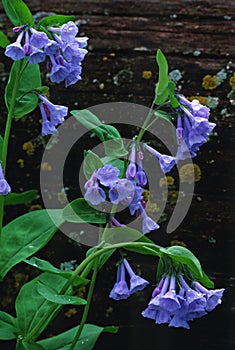 Still life with Virginia Bluebells