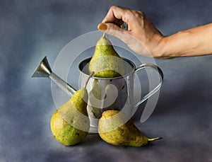 Still life of water pears on a dark background