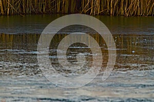 Still Life Water Reflections, South East City Park Canyon, Texas.