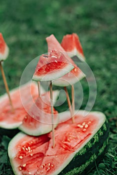 Still life with watermelon and pomegranates in a wooden box on the grass in the park in spring