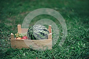 Still life with watermelon and pomegranates in a wooden box on the grass in the park in spring