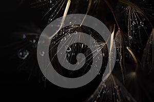 Still life of wet dandelion seeds in on the black background. Beautiful summer concept