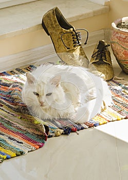 Still life with white cat, man shoes, flower pot and woven rug