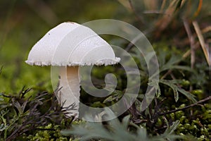 Still life with white champignon in nature