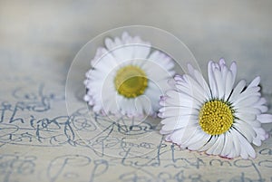 Still Life With White Daisy Flowers