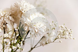 Still life of  white flowers