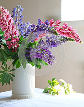 Still-life, white vase with purple and pink lupine on the table, selective focus on Lupines