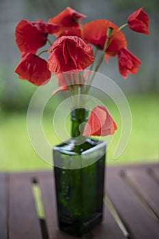 Still life ,Wild red poppies on my table in the bottle.Red poppies bloom with  simple  background
