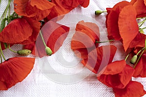 Still life ,Wild red poppies on my table .Red poppies bloom on the white background