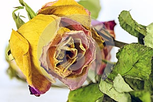 Still life, yellow dry rose