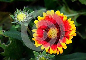 Still life with the yellow-red flower of Gaillardia aristata