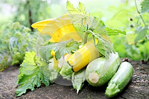 Still life, zucchini