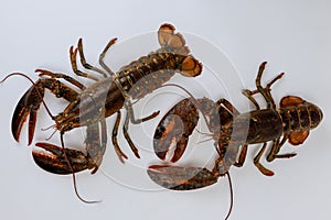 Still live lobsters isolated on white background