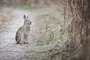 Still Rabbit on the edge of a path next to tall grass and shrubs