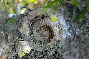 Still staring squirrel on old oak tree