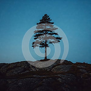 Still Tree and Twilight Horizon Harmony photo