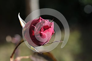 still unblossomed bud of red rose in the sun