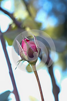 still unblossomed bud of red rose in the sun