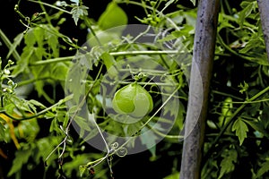 Still unripe green fruits of the balloon plant or love in a puff - Cardiospermum halicacabum â€“ in early summer, Bavaria, Germany