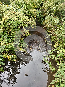 Still water pond surrounded by plants and leaves