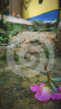 On the still water there are flowers on it