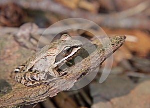 Still Wood Frog