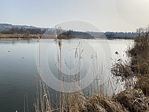 Stille Reuss or Stilli RÃÂ¼ss Stilli Ruess in the natural protection zone Aargau Reuss river plain / Naturschutzzone Auen photo