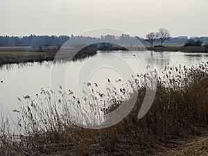 Stille Reuss or Stilli RÃ¼ss Stilli Ruess in the natural protection zone Aargau Reuss river plain / Naturschutzzone Auen