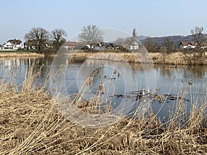 Stille Reuss or Stilli RÃ¼ss Stilli Ruess in the natural protection zone Aargau Reuss river plain / Naturschutzzone Auen