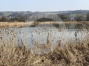 Stille Reuss or Stilli RÃ¼ss Stilli Ruess in the natural protection zone Aargau Reuss river plain / Naturschutzzone Auen