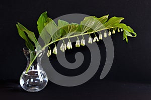Stillife- a stem of well smelling polygonatum odoratum in a  vase