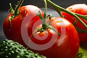 Stilllife - tomatoes, cucumbers, lettuce