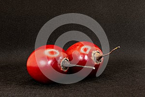 stilllife - two red pomegranates against a black background