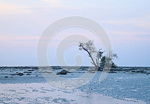 Stillness and Solitude - Landscape with Single Tree, Rocky Earth, and Clear Sky - Minimalism - Water Scarcity